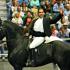 Gala of the Royal Horses